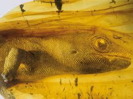 Deutsches Bernsteinmuseum