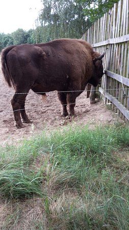 Wisentreservat Damerower Werder