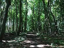 Kormorankolonie bei Niederhof