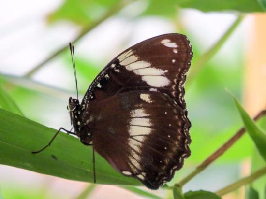 Alaris Schmetterlingspark