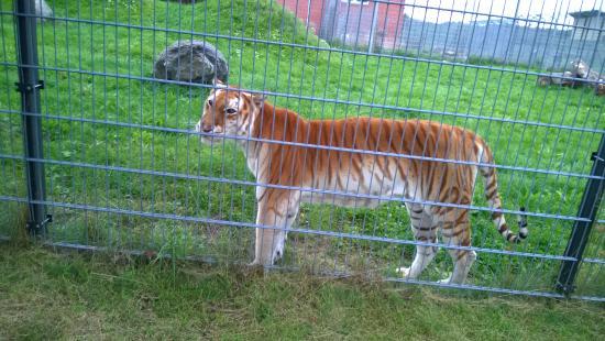 Erlebnis- und Tigerpark Dassow